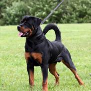 Rottweiler Heitahs Uno