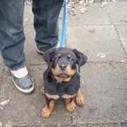Rottweiler Heitahs Uno