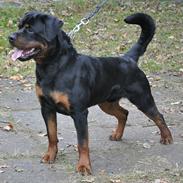 Rottweiler Heitahs Uno