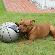 Staffordshire bull terrier Micka