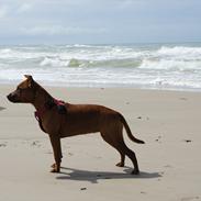 Staffordshire bull terrier Micka