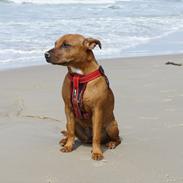 Staffordshire bull terrier Micka