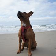 Staffordshire bull terrier Micka