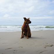 Staffordshire bull terrier Micka