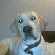 Labrador retriever speedy