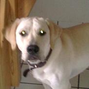 Labrador retriever speedy