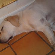 Labrador retriever speedy