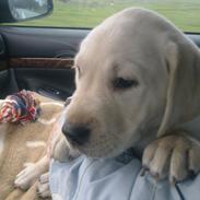 Labrador retriever speedy