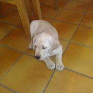 Labrador retriever speedy