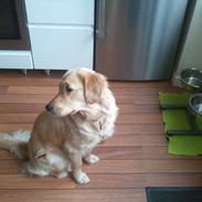 Golden retriever Bella