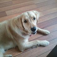 Golden retriever Bella