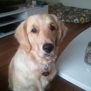 Golden retriever Bella