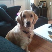 Golden retriever Bella