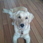 Golden retriever Bella