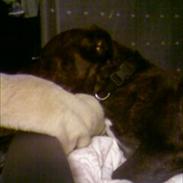 Staffordshire bull terrier Zako