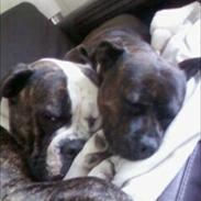 Staffordshire bull terrier Zako