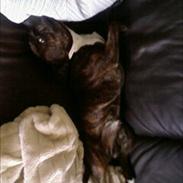 Staffordshire bull terrier Zako