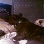 Staffordshire bull terrier Zako