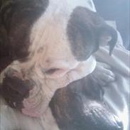 Staffordshire bull terrier Zako