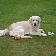 Golden retriever Hannibal