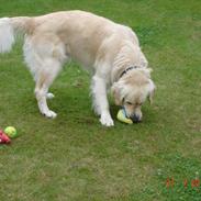 Golden retriever Hannibal