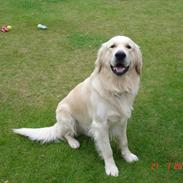 Golden retriever Hannibal