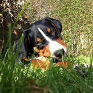 Appenzeller sennenhund Czekko Von Hirten