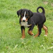 Appenzeller sennenhund Czekko Von Hirten