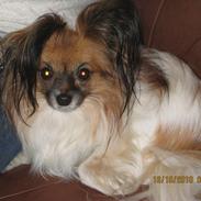 Papillon Futte