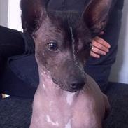 Xoloitzcuintle Miska