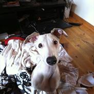 Whippet Snif