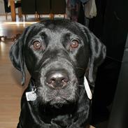 Labrador retriever Molly