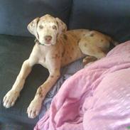 Grand danois Bibbi * Himmelhund*