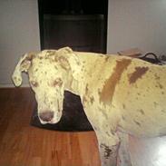 Grand danois Bibbi * Himmelhund*