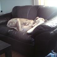 Grand danois Bibbi * Himmelhund*