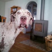 Grand danois Bibbi * Himmelhund*