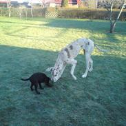 Grand danois Bibbi * Himmelhund*