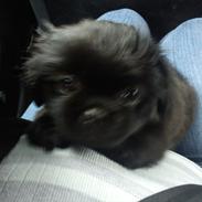 Pekingeser Felina