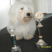 Coton de tulear Zillo