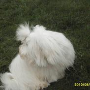 Coton de tulear Zillo