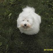 Coton de tulear Zillo