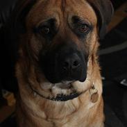 Blanding af racer Tyson