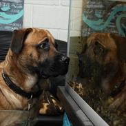 Blanding af racer Tyson