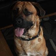 Blanding af racer Tyson