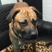 Blanding af racer Tyson