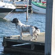 Field spaniel Apache Blue Magic, Figo!