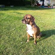 Blanding af racer tess