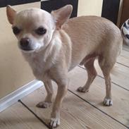 Chihuahua Milou
