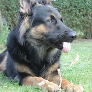 Schæferhund Tex-Benji Vom Altdeutschen Eck