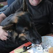 Schæferhund Tex-Benji Vom Altdeutschen Eck